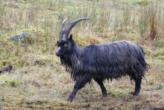 Wild Goat <i>Capra aegagrus</i>